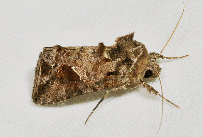 Noctuidae - Ctenoplusia accentifera